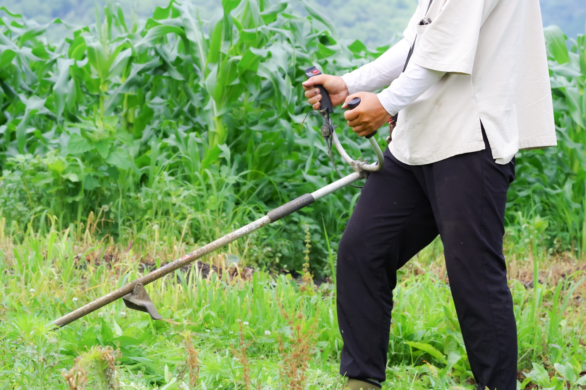 草刈り作業風景